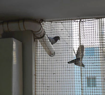 Pigeon Net Installation